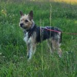 Terrier Mischling Arya, 01/2024, ca. 35 cm, 61191 Rosbach vor der Höhe
