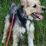Terrier Mischling Arya, 01/2024, ca. 35 cm, 61191 Rosbach vor der Höhe