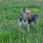 Terrier Mischling Arya, 01/2024, ca. 35 cm, 61191 Rosbach vor der Höhe