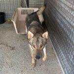 Tschechoslowakischer Wolfshund Atuk, 10/2022, ca. 65 cm