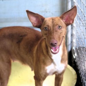 Podenco Ava, 05/2024, ca. 42 cm