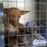 Podenco Ava, 05/2024, ca. 42 cm