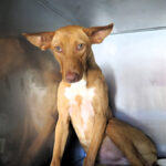 Podenco Ava, 05/2024, ca. 42 cm
