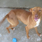 Podenco Ava, 05/2024, ca. 42 cm