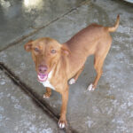 Podenco Ava, 05/2024, ca. 42 cm