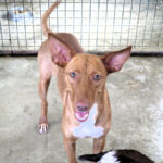 Podenco Ava, 05/2024, ca. 42 cm