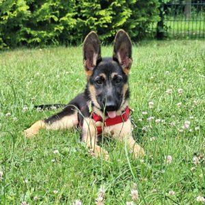 Deutscher Schäferhund Bali, 02/2025, Endgröße ca. 60 cm, 53229 Bonn