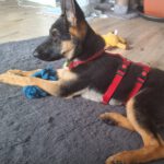 Deutscher Schäferhund Bali, 02/2025, Endgröße ca. 60 cm, 53229 Bonn