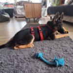 Deutscher Schäferhund Bali, 02/2025, Endgröße ca. 60 cm, 53229 Bonn