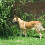 Schäferhund Mischling Barna, 05/2023, ca. 60 cm