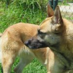 Schäferhund Mischling Barna, 05/2023, ca. 60 cm