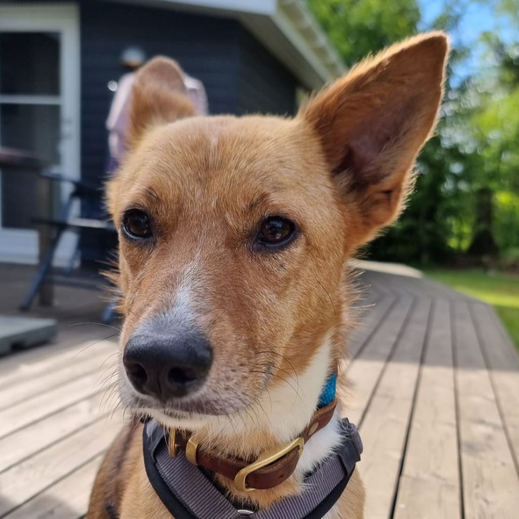 Podenco Mischling Batata, 03/2022, ca. 45 cm,25826 St. Peter-Ording