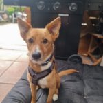 Podenco Mischling Batata, 03/2022, ca. 45 cm,25826 St. Peter-Ording