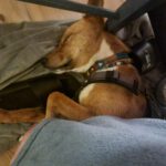 Podenco Mischling Batata, 03/2022, ca. 45 cm,25826 St. Peter-Ording