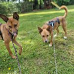 Podenco Mischling Batata, 03/2022, ca. 45 cm,25826 St. Peter-Ording