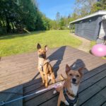 Podenco Mischling Batata, 03/2022, ca. 45 cm,25826 St. Peter-Ording