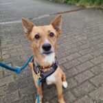 Podenco Mischling Batata, 03/2022, ca. 45 cm,25826 St. Peter-Ording