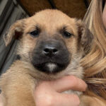 Mischling Belino