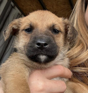 Mischling Belino