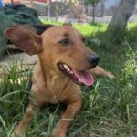 Podenco Maneto Mischling Bimbo, 07/2024, ca. 38 cm