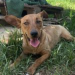 Podenco Maneto Mischling Bimbo, 07/2024, ca. 38 cm