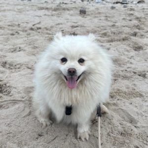 Pomeranian Blancota, 03/2022, ca. 35 cm, 24159 Kiel