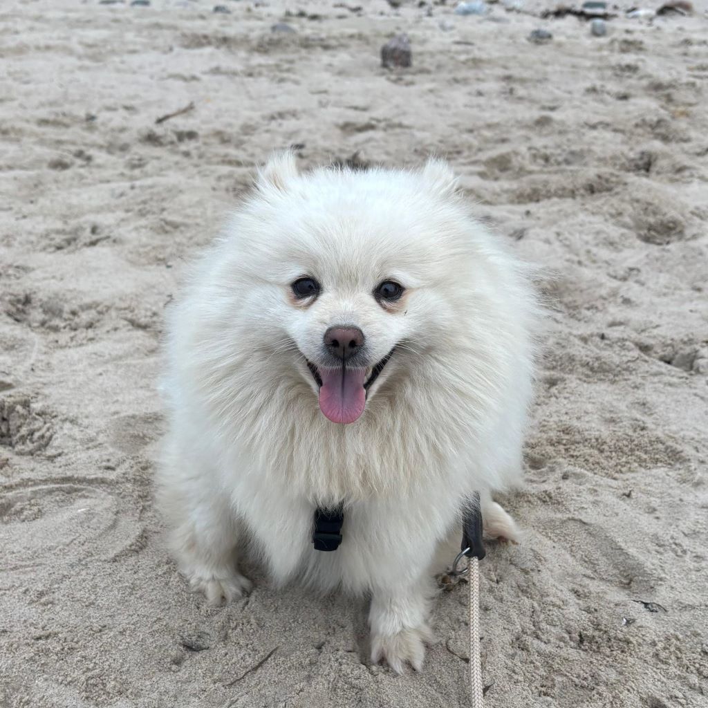Pomeranian Blancota, 03/2022, ca. 35 cm, 24159 Kiel