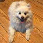 Pomeranian Blancota, 03/2022, ca. 35 cm, 24159 Kiel