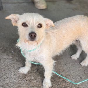 Terrier Mischling Blanquita, 06/2024, ca. 35 cm