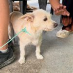 Terrier Mischling Blanquita, 06/2024, ca. 35 cm