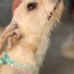 Terrier Mischling Blanquita, 06/2024, ca. 35 cm