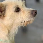 Terrier Mischling Blanquita, 06/2024, ca. 35 cm