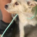 Terrier Mischling Blanquita, 06/2024, ca. 35 cm
