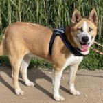 Husky Mischling Blue, 02/2019, ca. 55 cm, 61191 Rosbach vor der Höhe