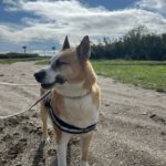 Husky Mischling Blue, 02/2019, ca. 55 cm, 61191 Rosbach vor der Höhe