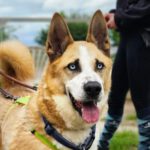 Husky Mischling Blue, 02/2019, ca. 55 cm, 61191 Rosbach vor der Höhe