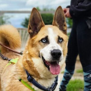 Husky Mischling Blue, 02/2019, ca. 55 cm, 61191 Rosbach vor der Höhe
