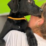 Deutsche Dogge Labrador Mischling Bonnie, 01/2024, Endgröße ca. 60 cm