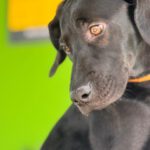 Deutsche Dogge Labrador Mischling Bonnie, 01/2024, Endgröße ca. 60 cm