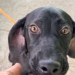 Deutsche Dogge Labrador Mischling Bonnie, 01/2025, Endgröße ca. 60 cm