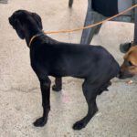 Deutsche Dogge Labrador Mischling Bonnie, 01/2025, Endgröße ca. 60 cm