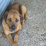 Mischling Bubba, 05/2021, ca. 65 cm