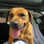 Mischling Bubba, 05/2021, ca. 65 cm