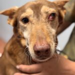Podenco Candela, 12/2015, ca. 40 cm