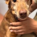 Podenco Candela, 12/2015, ca. 40 cm