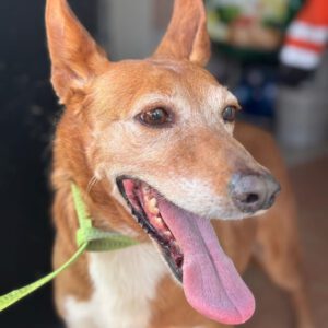 Podenco Canela, 01/2017, ca. 40 cm