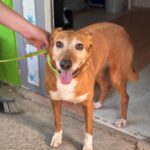Podenco Canela, 01/2017, ca. 40 cm