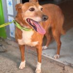 Podenco Canela, 01/2017, ca. 40 cm