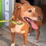 Podenco Canela, 01/2017, ca. 40 cm