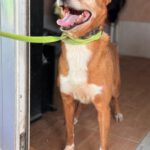 Podenco Canela, 01/2017, ca. 40 cm